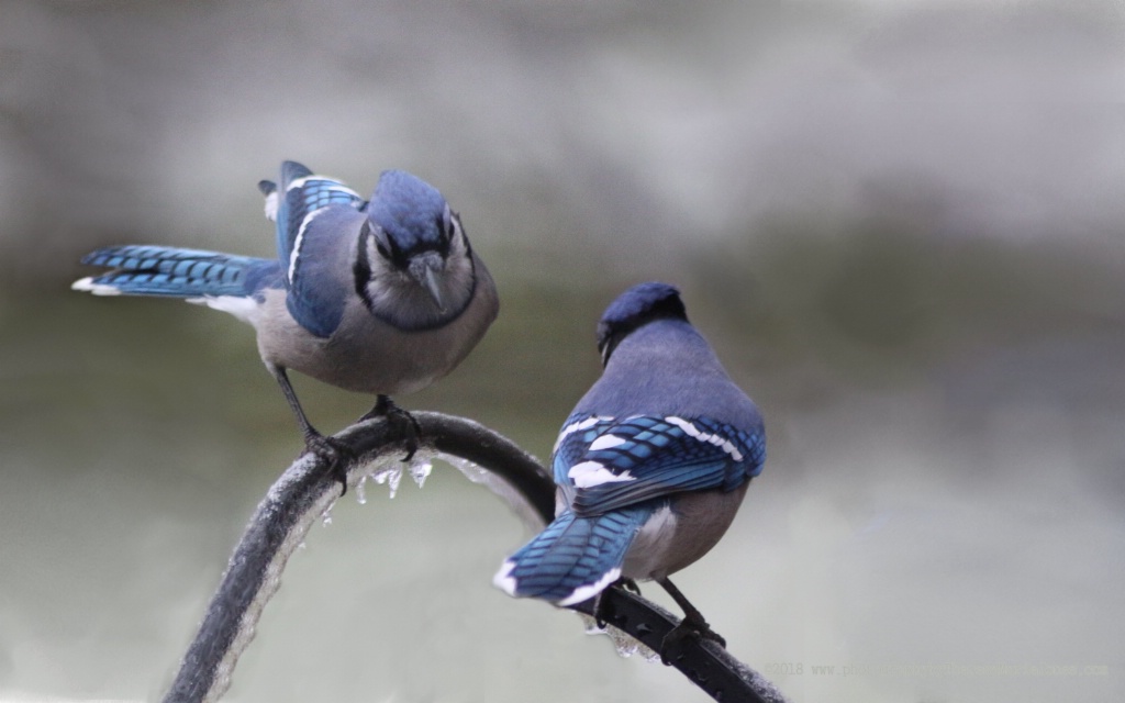 What did one bluejay say to the other bluejay? - ID: 15655197 © Theresa Marie Jones
