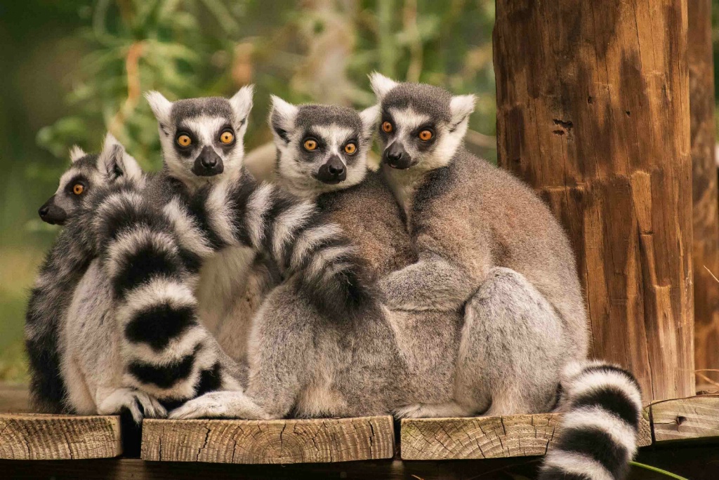 Lemur Convention