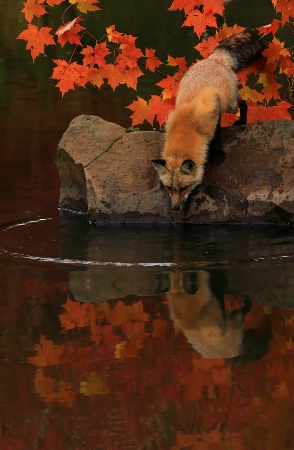 Red Fox Fall Reflections