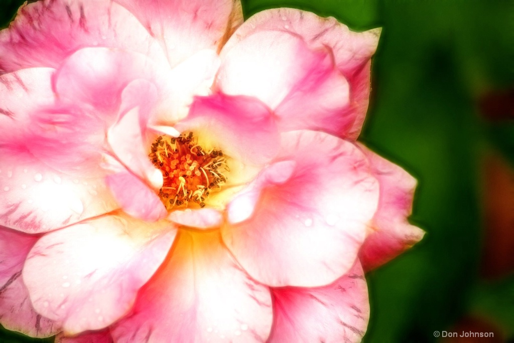 Artistic MD Pink Rose 6-0 F LR 6-10-18 J216