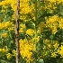 © Krista Cheney PhotoID# 15655312: Grass and goldenrod