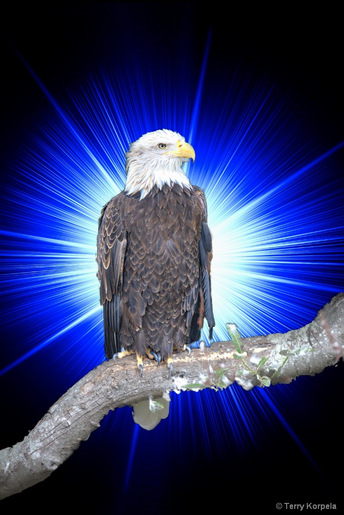Bald Eagle - ID: 15655451 © Terry Korpela