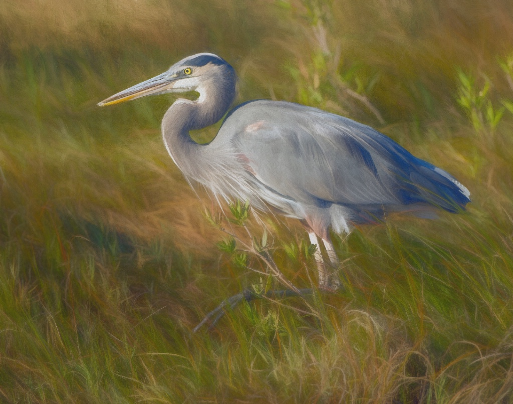 Blue Heron in the Marsh - ID: 15655463 © Richard S. Young