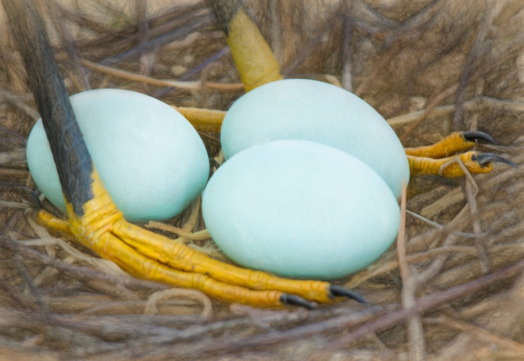L'Eggs; Orlando, FL - ID: 15655470 © Richard S. Young