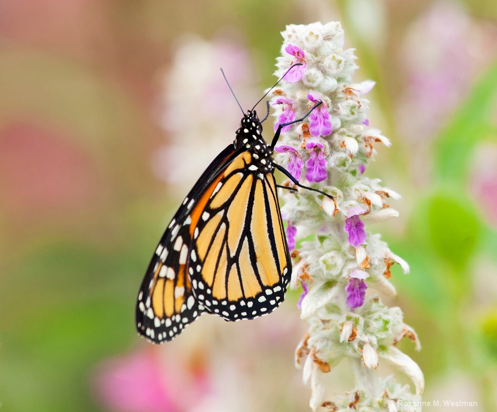 Monarch butterfly on lamb's ear