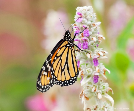 Monarch butterfly on lamb's ear