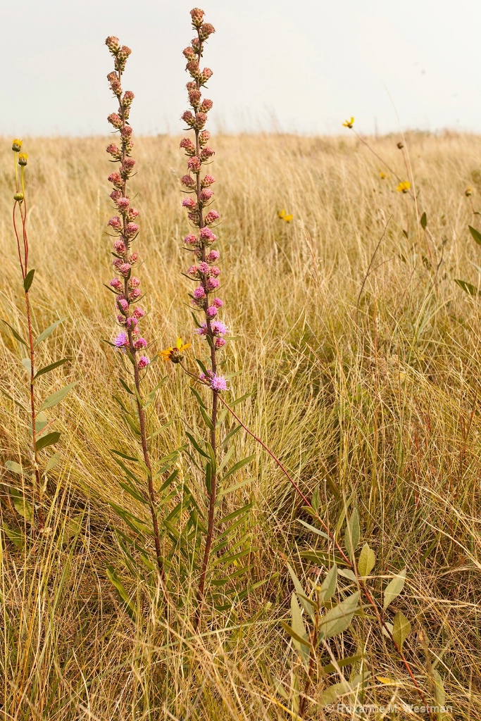 Minnesota wildflower Rough Blazing Star - ID: 15655579 © Roxanne M. Westman