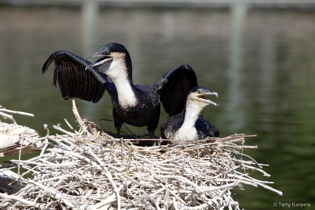 White-Necked Cormorants 