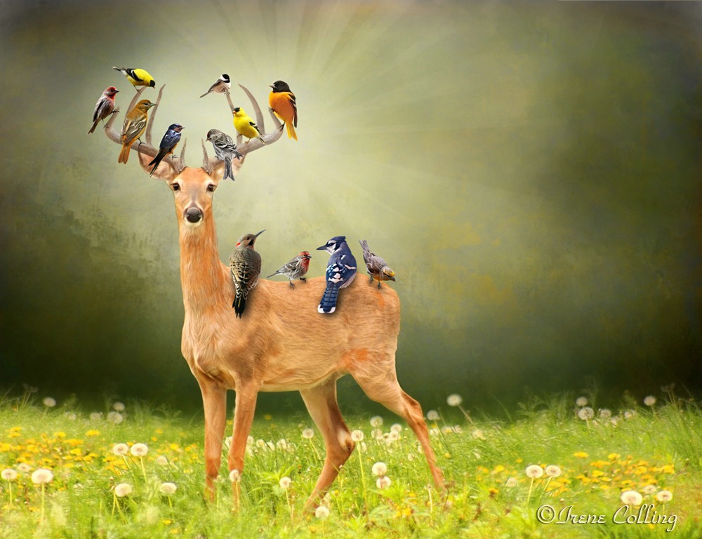 Natures Wonderland