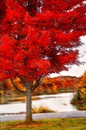 Artistic Fall Tree at Lake 6-0 F LR 11-8-18 J025