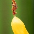 2Frog On A Tulip - ID: 15655722 © Louise Wolbers