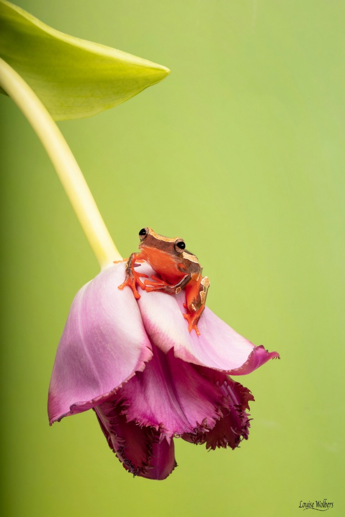 A Frog Pillow 2 - ID: 15655723 © Louise Wolbers