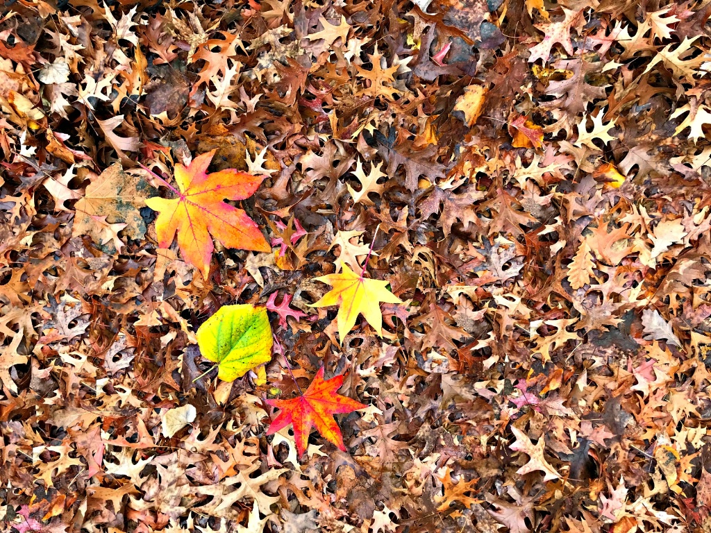 Autumn leaves