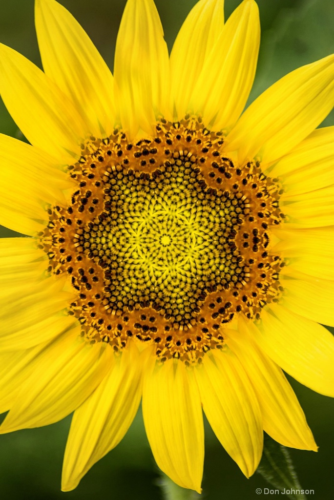 Artistic 2 Perfect Sunflower 12-0 F LR 7-13-18 J32