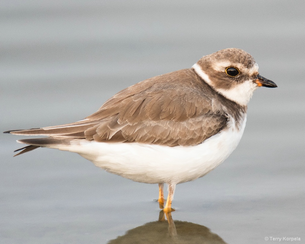 Semipalmated Plover - ID: 15656334 © Terry Korpela