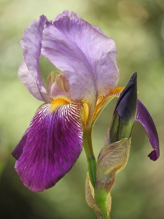 Light and dark purple iris portrait