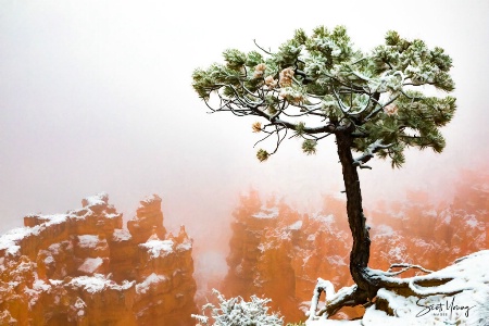 Snow, Fog, and Tree; Bryce National Park, UT