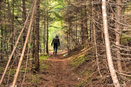 In the forest