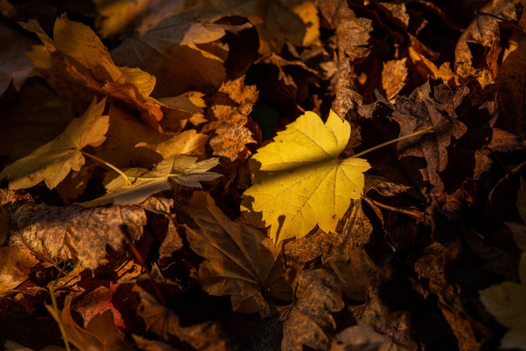 Light and Shadow