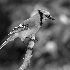 2Blue Jay - ID: 15657151 © Rhonda Maurer