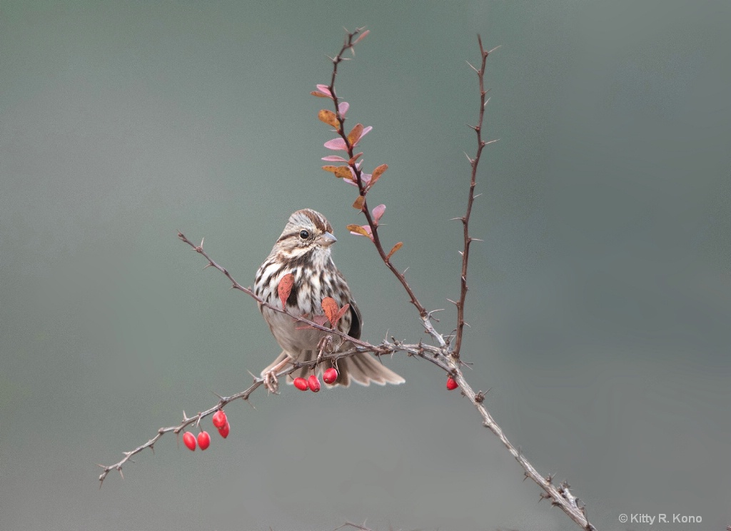 Song Sparrow and the Berries