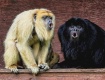 Singing Duet