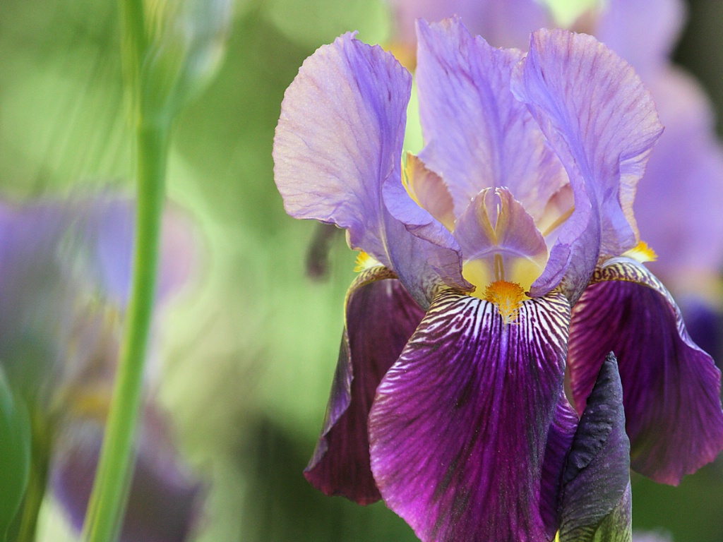 Light and dark purple iris portrait #2