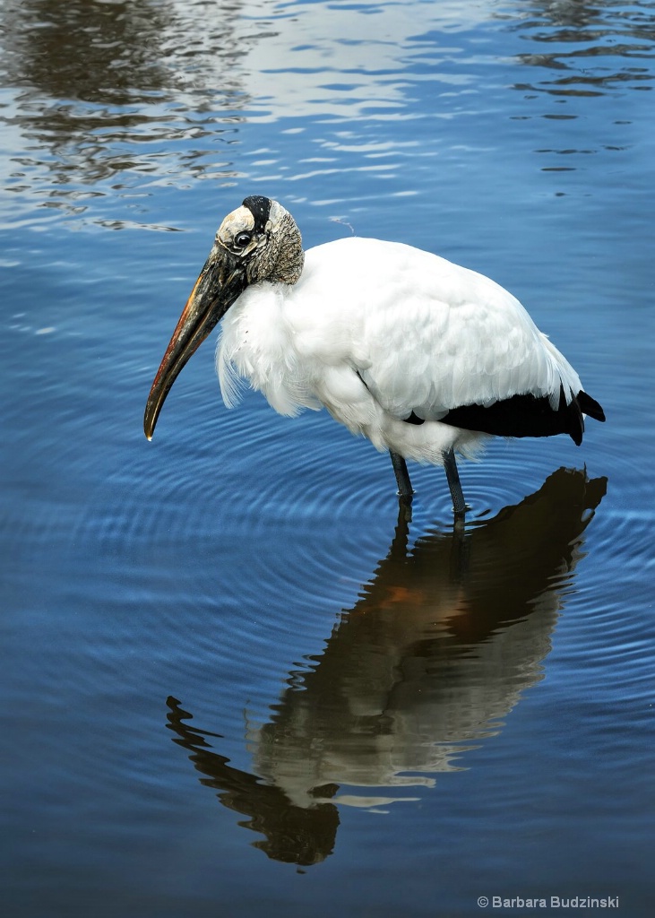 Stork and Water Ripples