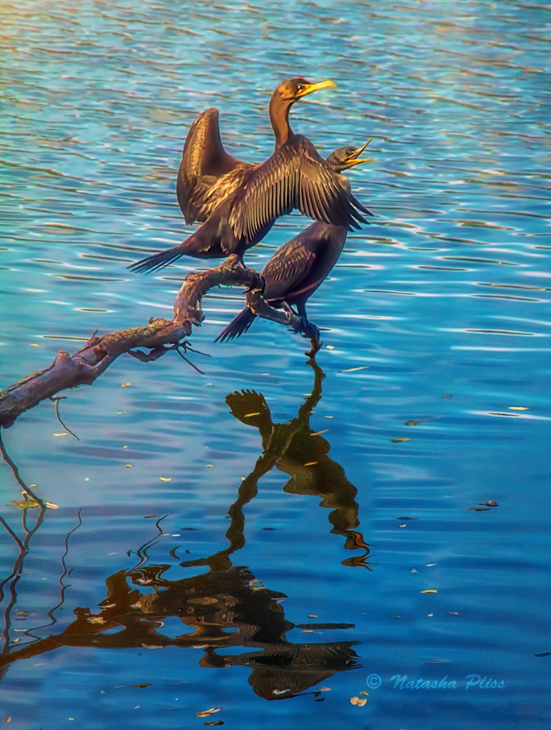 img9