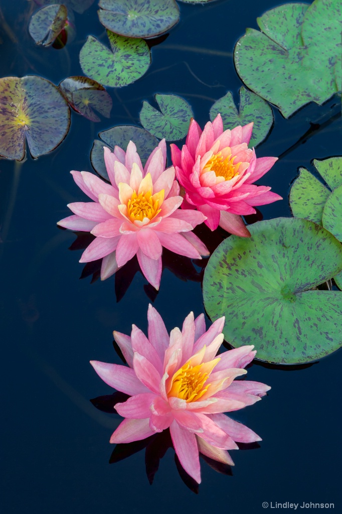 Water Lily Trio