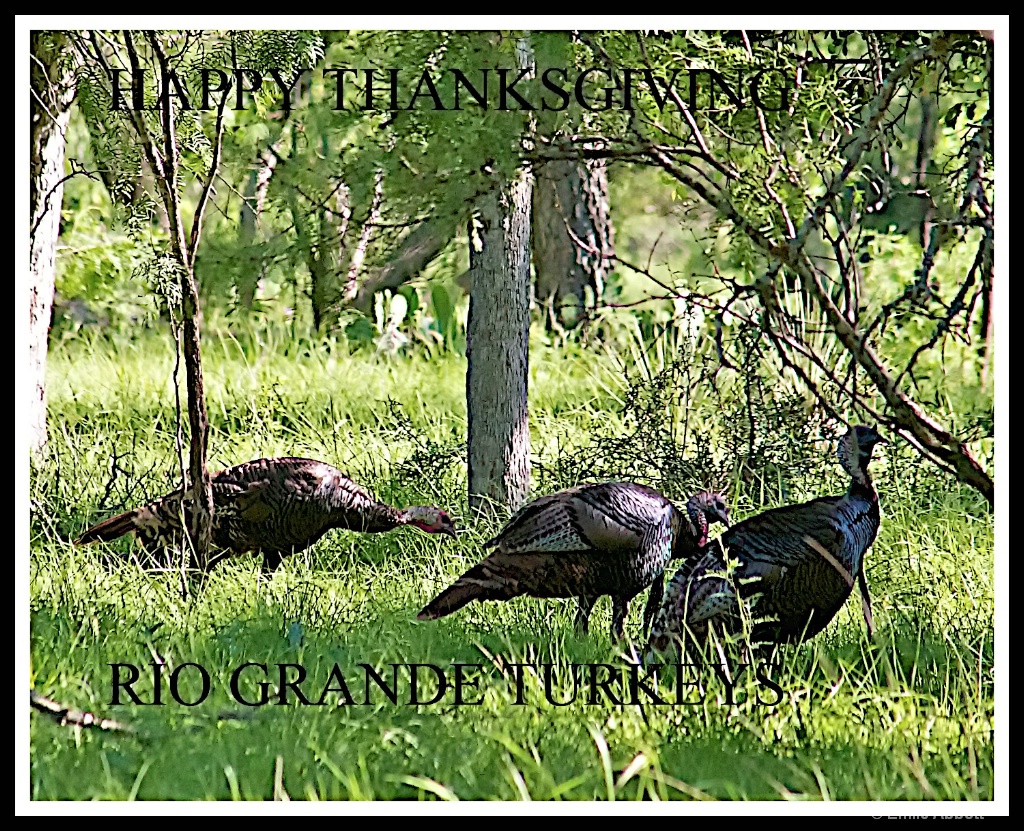 Happy Thanksgiving - ID: 15657719 © Emile Abbott