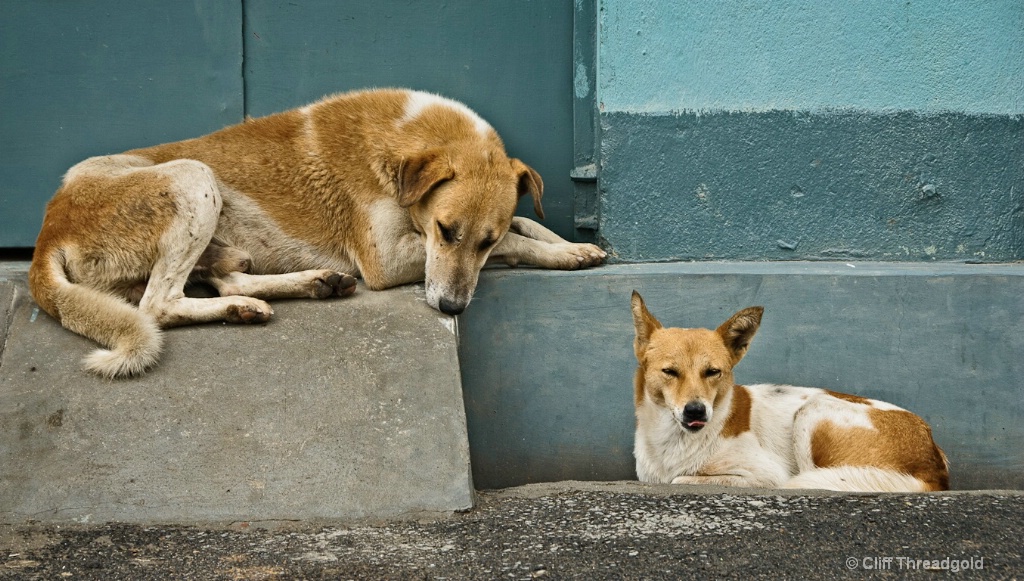 Street Dogs, Kathmandu