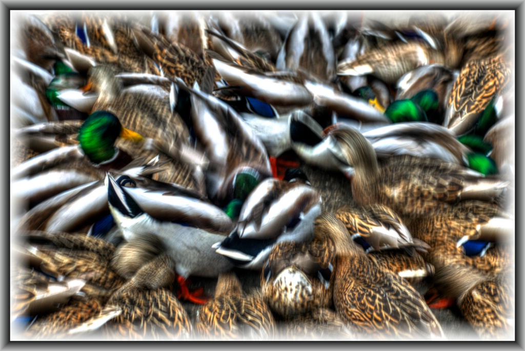 Duck Frenzy 