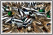 Duck Frenzy 