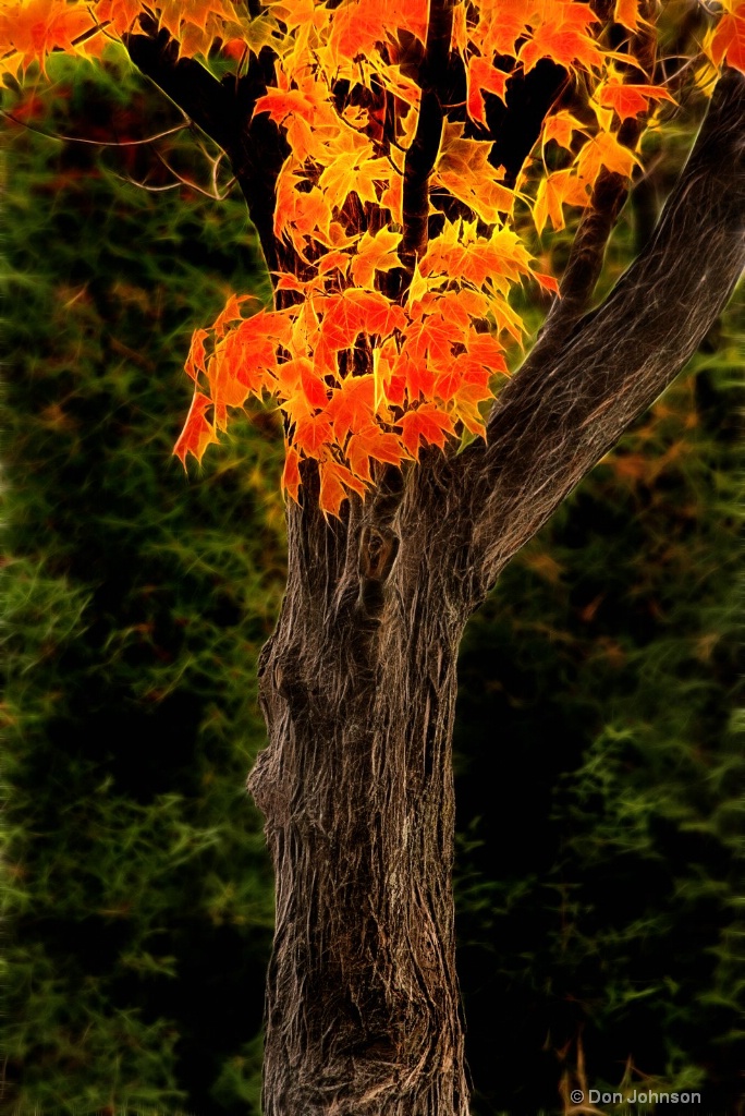 Artistic MD Autumn Tree 6-0 F LR 11-8-18 J081