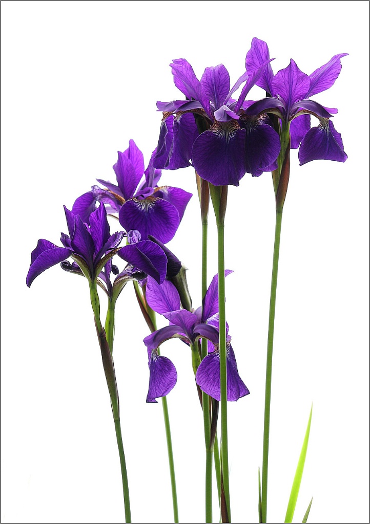 Siberian irises with white background