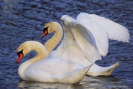 White Swan Couple
