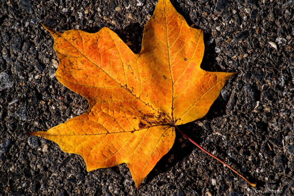 Fallen Autumn Leaf 3-0 F LR 11-8-18 J114