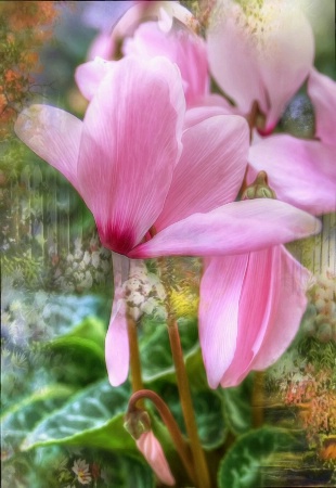 Cyclamen In Bloom