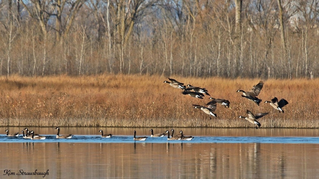 Coming In For A Landing 