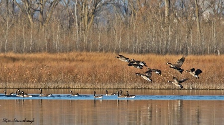 Coming In For A Landing 