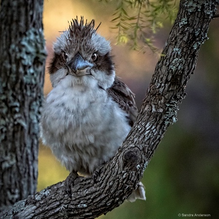 Juvenile Kookaburra