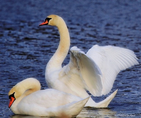 White Swan Couple II