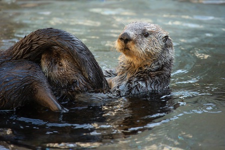 Otter Play