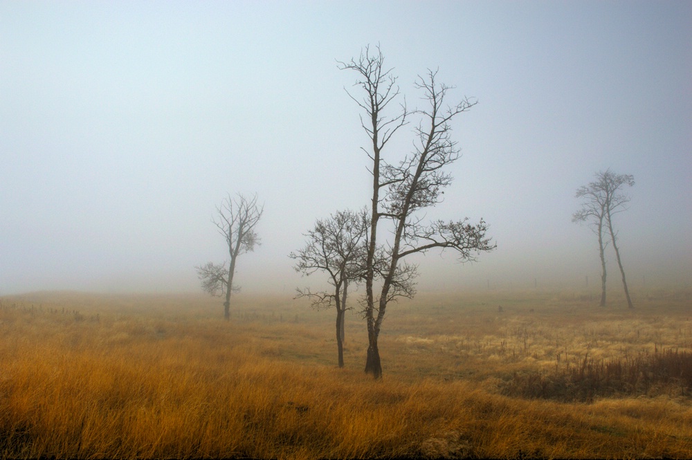 Morning Mist