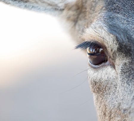 Eyelashes