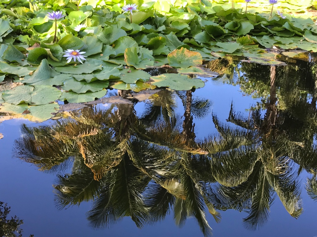 Tropical Mirror - ID: 15658624 © Viveca Venegas