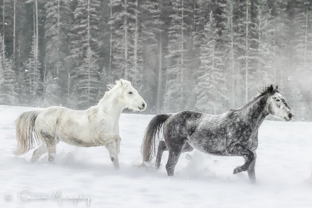 Steamy Winter Ponies