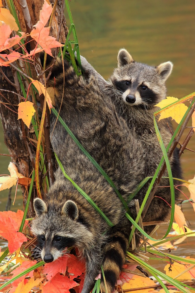 Two Racoons