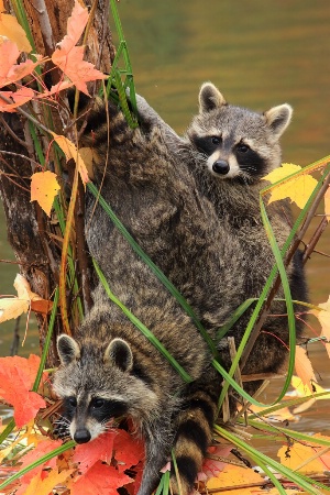 Two Racoons